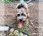 Small Photo #6 Goldendoodle-Miniature Bernedoodle Mix Puppy For Sale in SOUTH ORANGE, NJ, USA