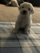 Small Photo #40 Goldendoodle Puppy For Sale in VACAVILLE, CA, USA