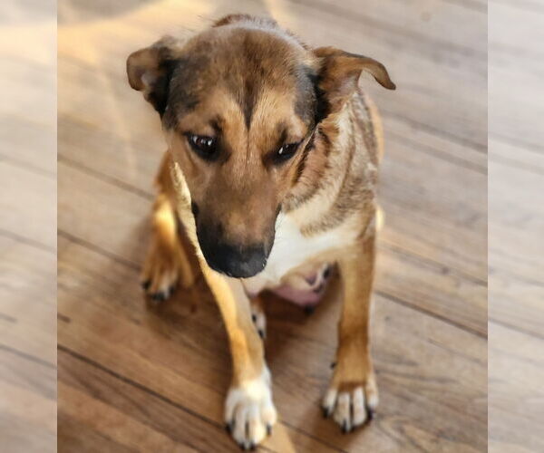 Medium Photo #7 Mutt Puppy For Sale in Brooklyn Center, MN, USA