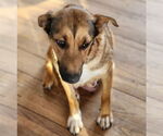 Small #6 Mutt