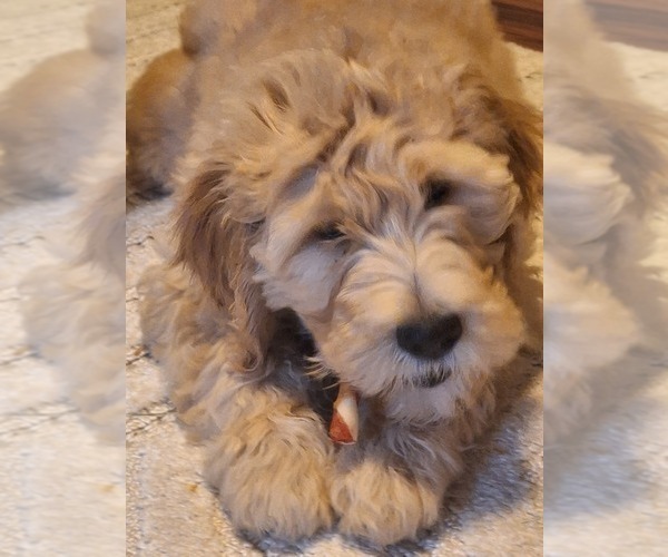 Medium Photo #13 Goldendoodle Puppy For Sale in LOUISA, VA, USA