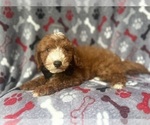 Small #5 Cavapoo