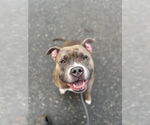 Small #2 American Pit Bull Terrier Mix