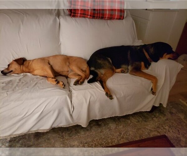 Medium Photo #13 Rottweiler Puppy For Sale in White Hall, AR, USA
