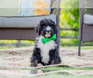 Bernedoodle Puppy for Sale in ABINGDON, Virginia USA
