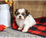 Junior - Male Shih Tzu Puppy for Sale - Photo #3