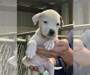 American Bulldog Puppy for sale in LEWIS, IN, USA