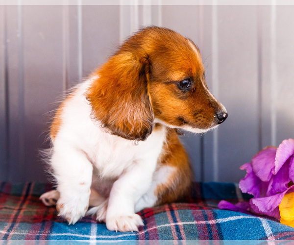 Medium Photo #48 Dachshund Puppy For Sale in WAKARUSA, IN, USA