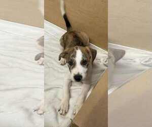 Collie-German Shepherd Dog Mix Dogs for adoption in Mechanicsburg, PA, USA