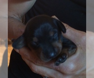 Dachshund Puppy for sale in SHALLOTTE, NC, USA