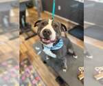 Small #5 American Staffordshire Terrier