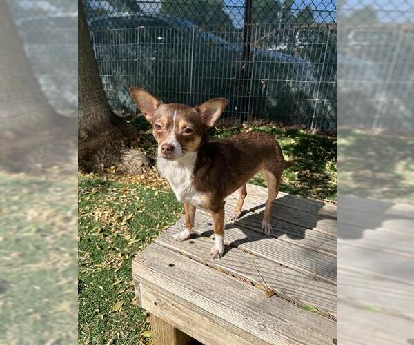 Medium Photo #1 Chihuahua Puppy For Sale in Fremont, CA, USA