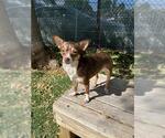 A199391 - Female Chihuahua Dog for Adoption - Small photo
