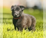Small Photo #4 German Shepherd Dog Puppy For Sale in WEST POINT, VA, USA