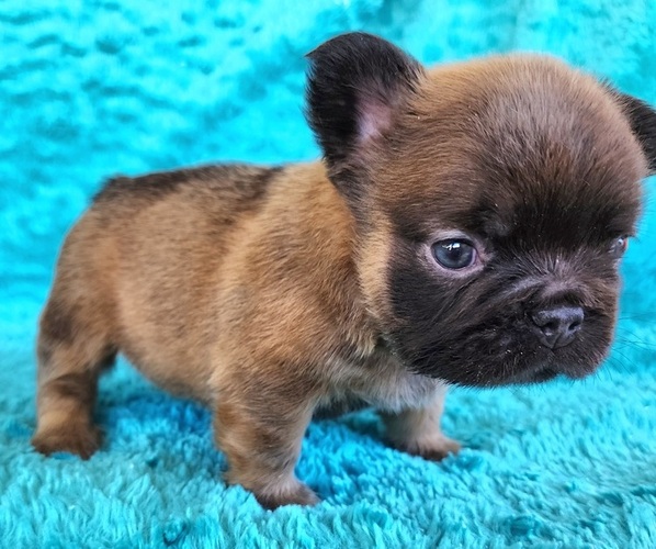 Medium Photo #1 French Bulldog Puppy For Sale in LAS VEGAS, NV, USA