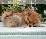 Small #4 Pomeranian