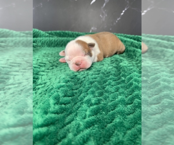 Medium Photo #18 Boston Terrier Puppy For Sale in TULARE, CA, USA