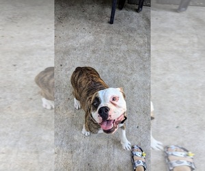Olde English Bulldogge Dog for Adoption in AUSTIN, Texas USA