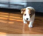 Small Photo #5 Jack Russell Terrier Puppy For Sale in CHANTILLY, VA, USA