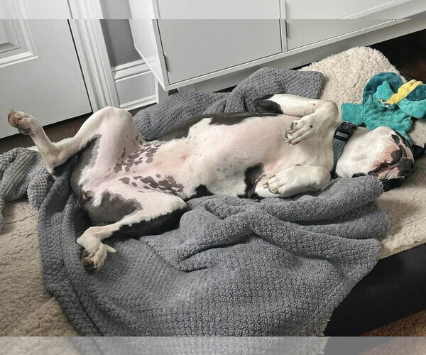 Medium Photo #4 Mutt Puppy For Sale in Germantown, OH, USA