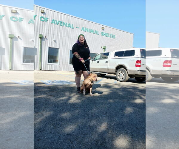 Medium Photo #10 Mutt Puppy For Sale in Sandy, UT, USA