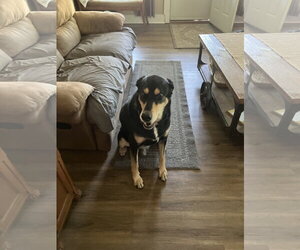 Bug - Male Doberman Pinscher-Siberian Husky Mix Dog for Adoption - Photo #2