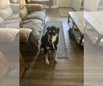 Small Photo #2 Doberman Pinscher-Siberian Husky Mix Puppy For Sale in Minneaoplis, MN, USA