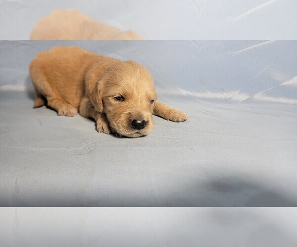 Medium Photo #6 Golden Retriever Puppy For Sale in FALCON, CO, USA