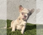 Small Photo #25 French Bulldog Puppy For Sale in RALEIGH, NC, USA