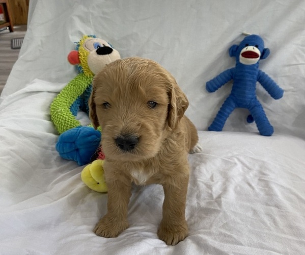 Full screen Photo #1 Goldendoodle Puppy For Sale in TARPON SPRINGS, FL, USA