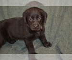 Small #1 Labrador Retriever