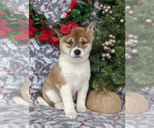 Shiba Inu Puppy for sale in PEACH BOTTOM, PA, USA