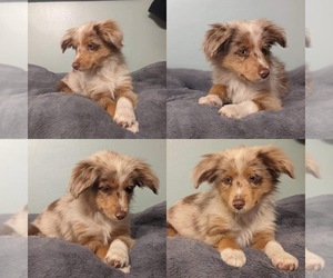 Miniature Australian Shepherd Puppy for sale in BROOKER, FL, USA
