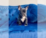 Small Photo #22 French Bulldog Puppy For Sale in CARY, NC, USA