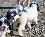 Small #3 Saint Berdoodle