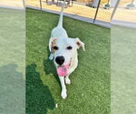 Small #1 Retriever  Mix