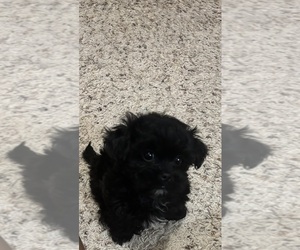 ShihPoo Puppy for sale in DURHAM, NC, USA