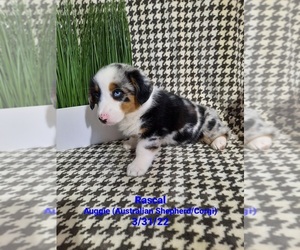 Aussie-Corgi-Miniature Australian Shepherd Mix Puppy for Sale in SHIPSHEWANA, Indiana USA