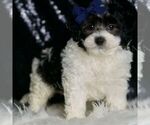 Small #2 Maltipoo