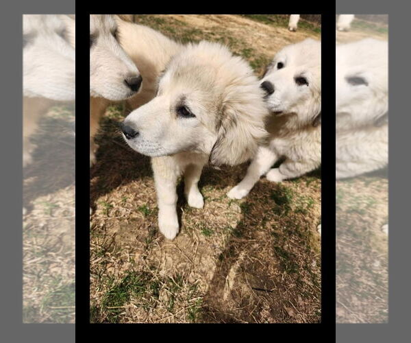 Medium Photo #11 Great Pyrenees Puppy For Sale in Croydon, NH, USA