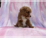 Small #8 Cavapoo (Standard)