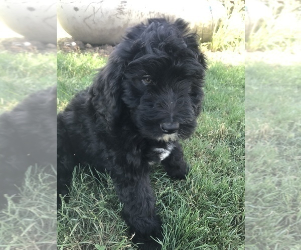 Medium Photo #15 Bernedoodle Puppy For Sale in BOWLING GREEN, KY, USA