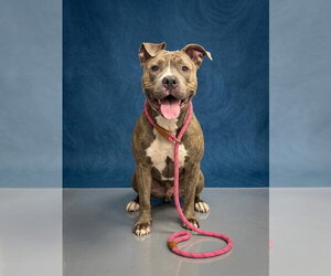 Mutt Dogs for adoption in Peoria, IL, USA