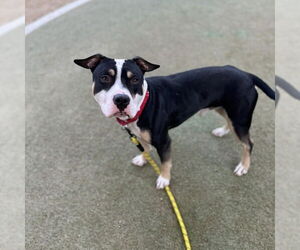 Mutt Dogs for adoption in Las Vegas, NV, USA