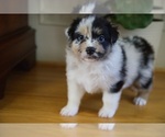 Puppy AKC Pineapple Australian Shepherd