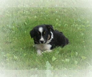 Border Collie Puppy for Sale in LUBLIN, Wisconsin USA