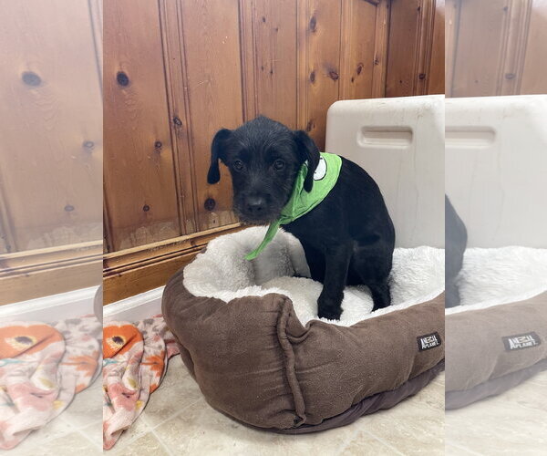 Medium Photo #2 Mutt Puppy For Sale in Raleigh, NC, USA