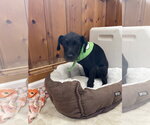 Small #1 Mutt