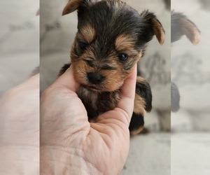 Yorkshire Terrier Puppy for sale in SALEM, OR, USA