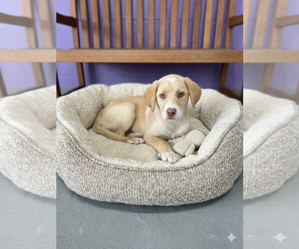 Medium Photo #2 Labrenees Puppy For Sale in Genesee, WI, USA